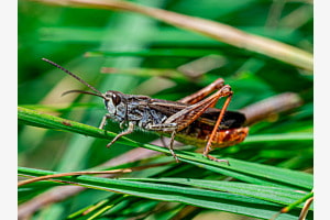 Heuschrecke am Sonnen