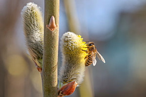 Die Weide blüht - die Bienen freuts!