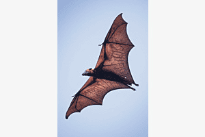 Be yourself … unless you can be Batman !