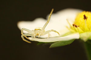 Winkende Spinne...!