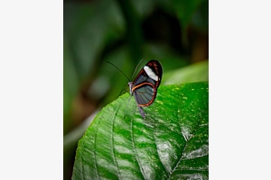 Amazonas Schmetterling Amazonas Schmetterling