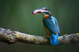Eisvögel