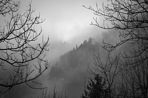 Winterwald