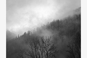 Nebelwald