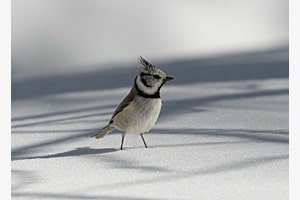 La mésange huppée sent le printemps arriver