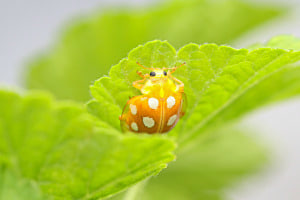 Krabbelnder Marienkäfer im hellgrünen Frühlingslaub