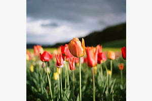sunset tulips