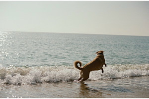 Hundeglück am Meer