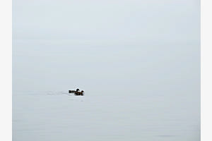 Enten