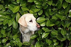 neugieriger Blick durch die Gartenhecke