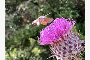 Taubenschwänzchen im Anflug