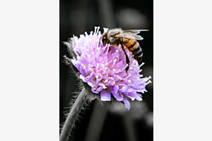 The busy bee