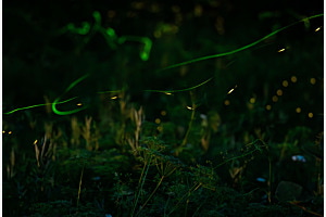 Dance of the Fireflies Dance of the Fireflies