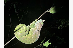 Chamäleon