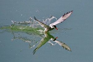 Flussseeschwalbe