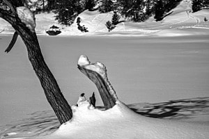 Der Baum am See (Sils Maria)
