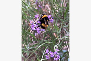 Hummel auf Lavendelblüte