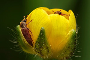 Versteckspiel in der Butterblume