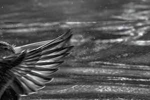 Wasserblicke 