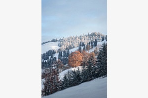 Goldener Winter 