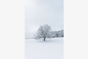 Winter wonderland