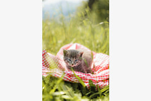 Katze Katze