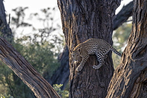 Leopard im Okavango Delta