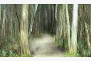 Waldspaziergang 