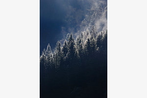Contrasts 