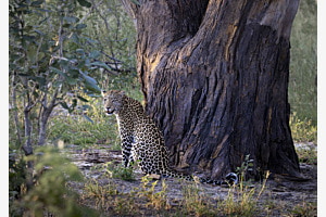 Leopard