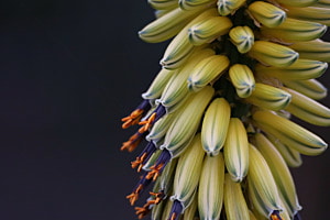 Aloe