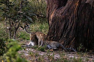 Leopard im Okavango Delta