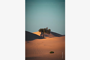 Die Stille eines Baumes Die Stille eines Baumes