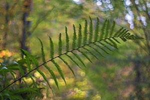 Farnwedel Farnwedel