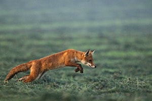 Fuchs im Sprung 