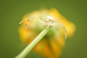 Krabbenspinne mit gelber Brille auf gelber Blüte