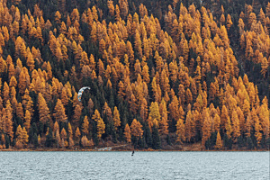 Autumn kiting