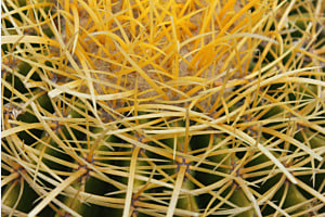 Nido di cactus