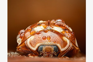 Marienkäfer im Wald