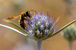 Biene auf Blume