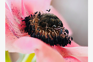 Kronen-Anemone