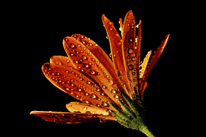 Orange 2