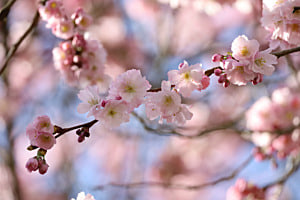Spring!