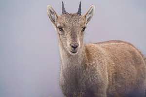 Junger Steinbock im Nebel