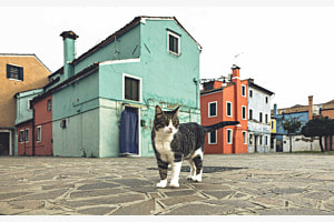 Katze in Burano Katze in Burano