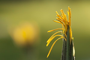 Im Garten