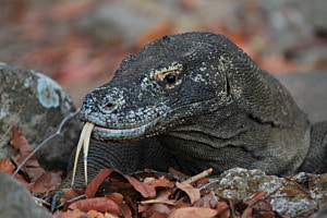 Komodowaran