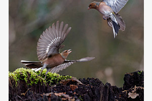 Action