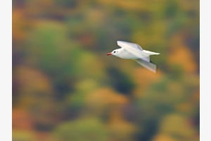 Flug durch den Herbst Flug durch den Herbst