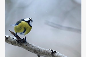 Schnee in Sicht? Schnee in Sicht?